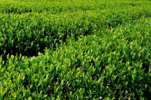 深圳喝茶品茶推荐-深圳茶馆推荐